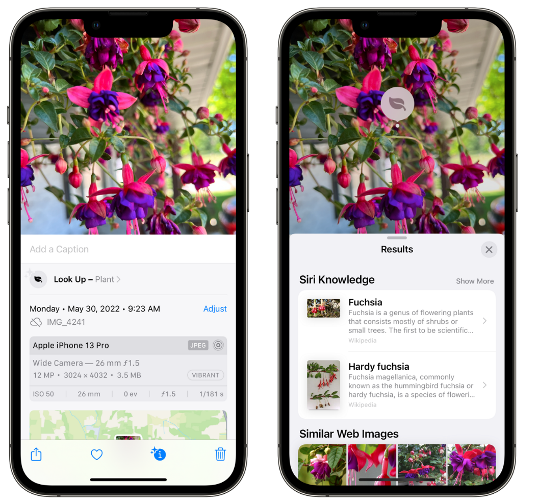 腾冲苹果手机维修分享小技巧：使用 iPhone 相机识别花卉植物 